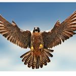 Profile Picture of Bobby_Falcon_23 (@bobby_falcon_23) on Instagram