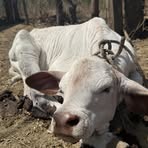 Profile Picture of Mike Lion Thompson (@mike.lion.thompson) on Facebook