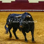 Profile Picture of Paulo Nascimento (@pn_tauromaquia) on Instagram