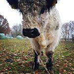 Profile Picture of Michelle Brajdic (@michelle_brajdic) on Instagram