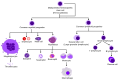 Profile Picture of Hematopoietic stem cellon Wikipedia