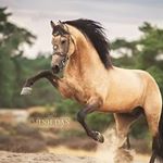 Profile Picture of Haley (@dinohorses) on Instagram