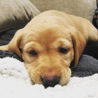 Profile Picture of Ross Dingwall (@dingers84) on Twitter