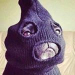 Profile Picture of Homer and sometimes Butters (@jesse_fleig) on Instagram