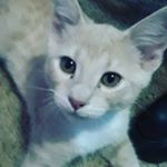 Profile Picture of Leo Curtis (@leo19cur) on Instagram