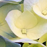 Profile Picture of Xianding8ee (@xianding8ee) on Twitter