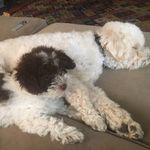 Profile Picture of Calvin & Belle (@calvinandbelle) on Instagram