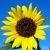 Profile Picture of Eliza Osterman Robertson (@elizaosterman) on Pinterest