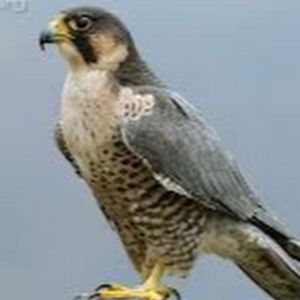 Profile Picture of joshuaknudsen129 (@joshuaknudsen129) on Tiktok