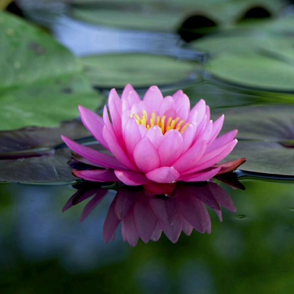 Profile Picture of Cesiah Hernandez (@cesiahshopper) on Poshmark