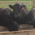 Profile Picture of Cory Kirkpatrick (@cc_family_angus) on Instagram