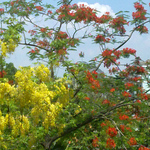 Profile Picture of Phương Trúc Ngọc (@lily ngọc) on Flickr