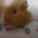 Profile Picture of Teddy sharp (@teddy_psychic_pig) on Instagram