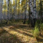 Profile Picture of Peekay (@peekayparkhal) on Instagram