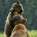 Profile Picture of Debra WilliamsRutkowski (Deb Rutkowski) (@debra.rutkowski.3) on Facebook