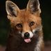 Profile Picture of Jacen Fox (@Jacen-Fox) on Facebook
