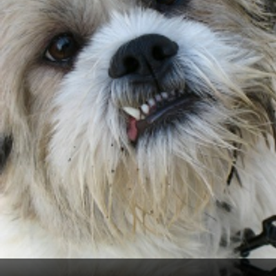 Profile Picture of Donna Wolfe (@ddubs1222) on Twitter