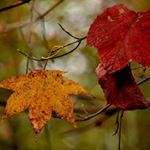 Profile Picture of yesenia holmes (@yesenia.holmes) on Instagram