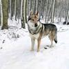 Profile Picture of Eric Wolfensberger (@lupo12340) on Tiktok
