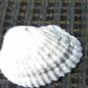 Profile Picture of Devin Williamson (@devinwilliamson4360) on Youtube