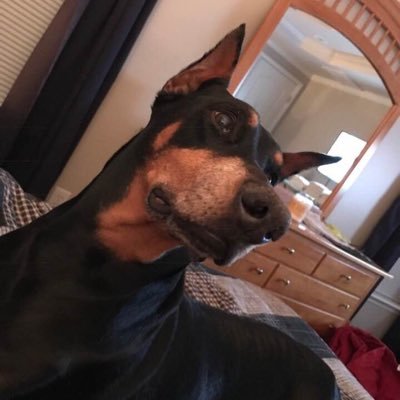 Profile Picture of Josh (@JCairell) on Twitter