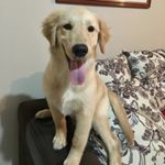 Profile Picture of Duke (@duk_o_retriver) on Instagram