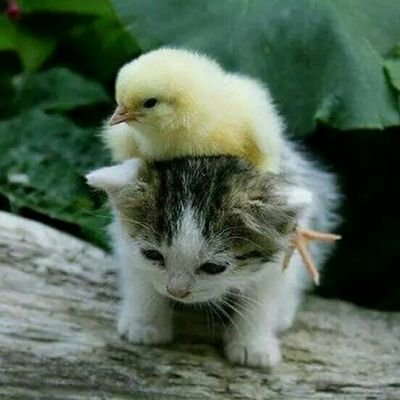 Profile Picture of Saurabh Kandpal (@saurabhKandpa13) on Twitter