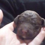 Profile Picture of josh quintal (@joshua_quintal222) on Instagram