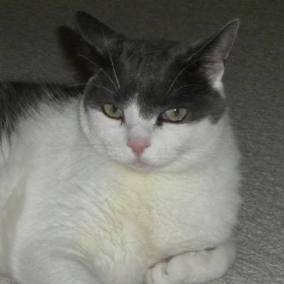 Profile Picture of John Micciche (@jhnmicciche) on Twitter