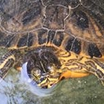 Profile Picture of Leo Montgomery (@im_a_turtle_07) on Instagram