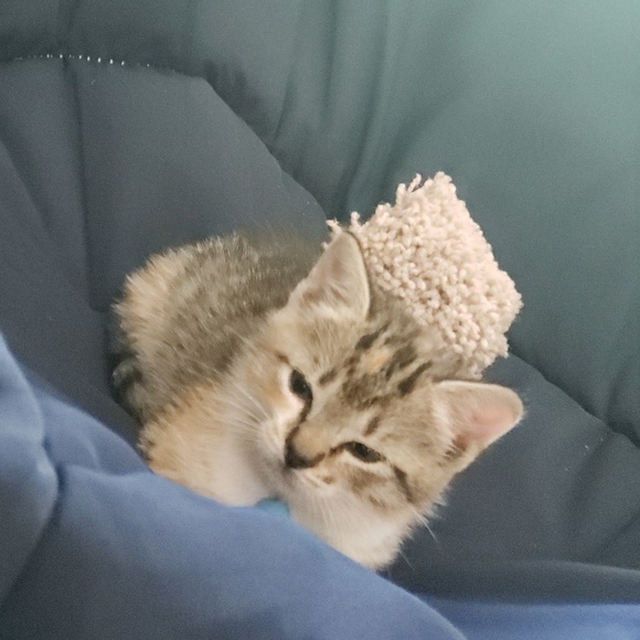 Profile Picture of Alejandro Mendez (@alejandro832) on Poshmark