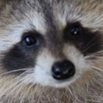 Profile Picture of Sylvia Bare (@silviabare) on Instagram