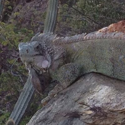 Profile Picture of Eric Brumbaugh (@Eric_Brumbaugh) on Twitter