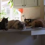 Profile Picture of David Stannard (@david.stannard) on Instagram