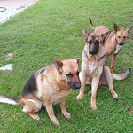 Profile Picture of David Piva (@toughout) on Flickr