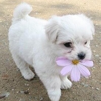 Profile Picture of Lee Yu Jin (@yujin1988s) on Twitter