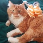 Profile Picture of Charles Winks (@charles.winks) on Instagram