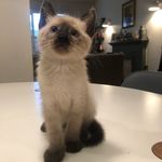 Profile Picture of Steven Smalls (@stevenpedernera) on Instagram