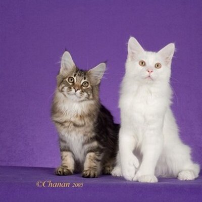 Profile Picture of Janet Marr (@furkats) on Twitter