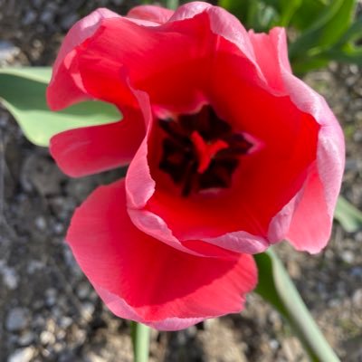 Profile Picture of Lynn Chan (@LynnCha22280011) on Twitter