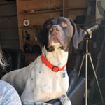 Profile Picture of Bruno Eugene Murray (@brunoeugene_thegsp) on Instagram