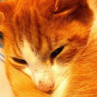 Profile Picture of Matthew Rolph (@matthew-rolph) on Quora