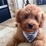 Profile Picture of B R O D Y 🐾 (@brodylouthegoldendoodle) on Instagram