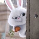 Profile Picture of Đồng Bách Khoa (@khoa.rabbit) on Instagram