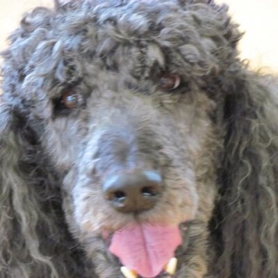 Profile Picture of Gavin Baxter (@GABaxter3) on Twitter