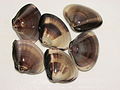 Profile Picture of Meretrix lamarckiion Wikipedia