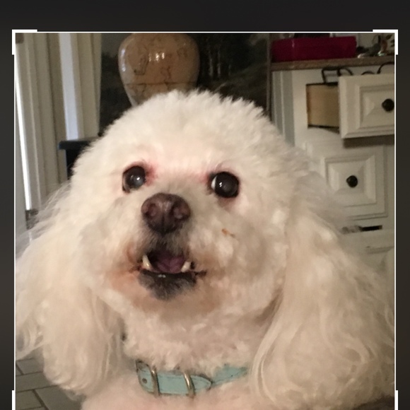 Profile Picture of Cathy Macgregor (@poshbeagle) on Poshmark