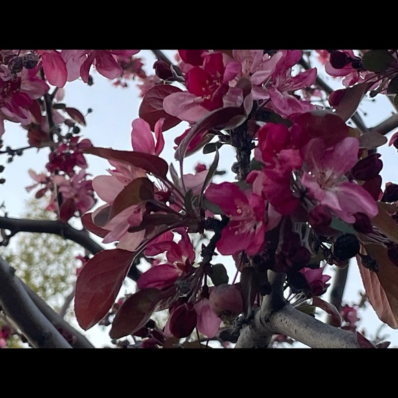 Profile Picture of Mayank Garg (@mojos524) on Poshmark