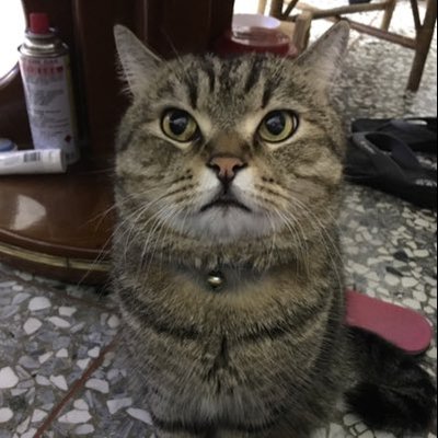 Profile Picture of PeiTing (@PeiTingShih) on Twitter