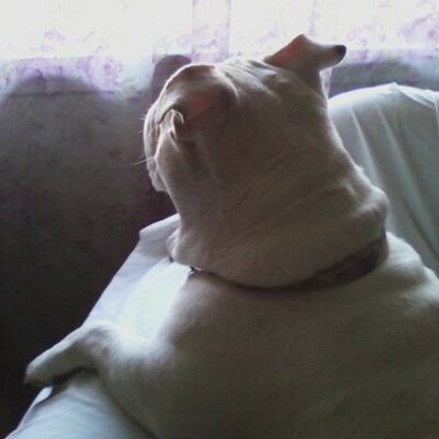 Profile Picture of Steve LaHaie (@SteveLaHaie1) on Twitter